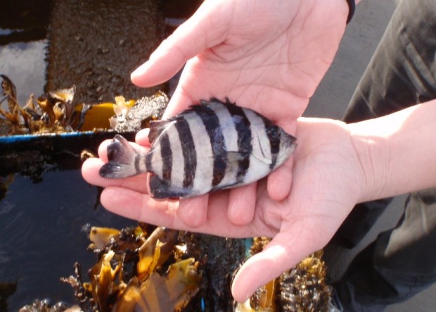 A juvenile Oplegnatus fasciatus found in a holding tank of a Japanese skiff washed ashore in southern Washington state. (Image Credit: Washington Department of Fish and Wildlife)