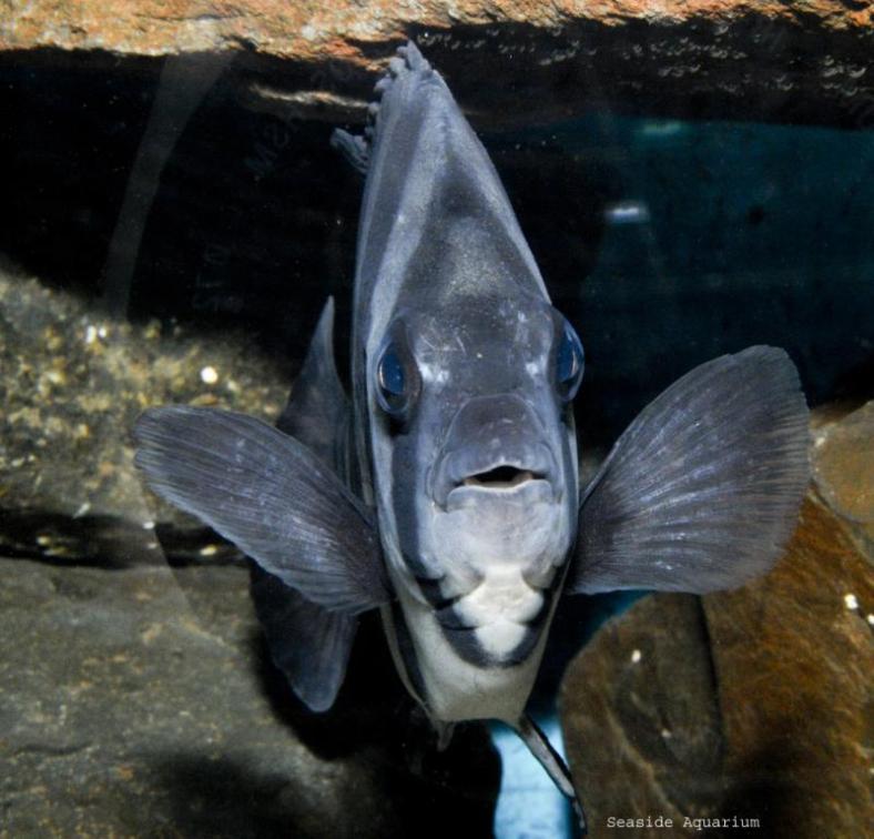 The "tsunami fish" Oplegnathus fasciatus now living at Seaside Aquarium in Oregon state. (Image Credit: Seaside Aquarium)