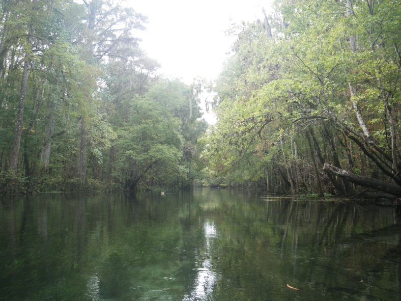 A gray, quiet day on the Ichetucknee River. (Image Credit: Ben Young Landis/CC-BY)